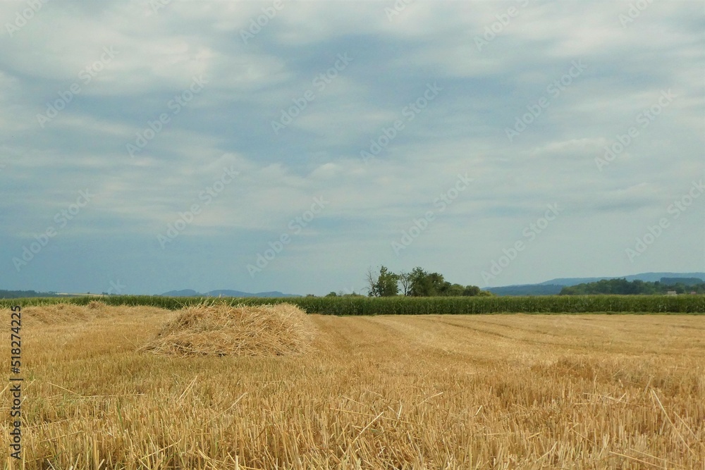 Abgeerntetes Weizenfeld