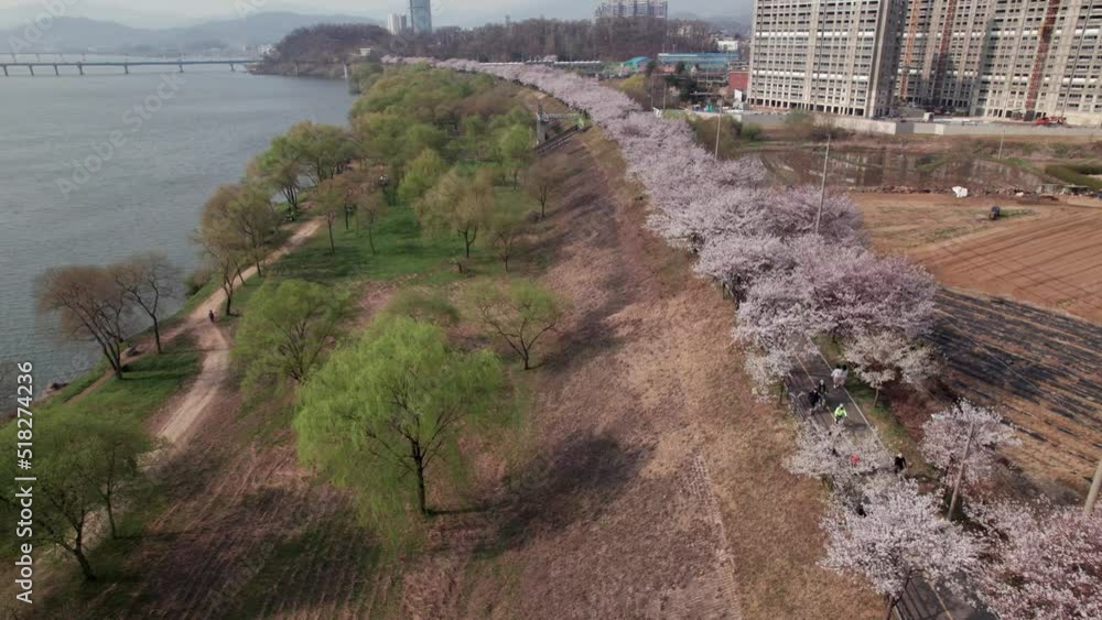 Drone Aerial Over Cherry Blossoms Park and River in Korea Drone Aerial Over Cherry Blossoms Park and River in Korea