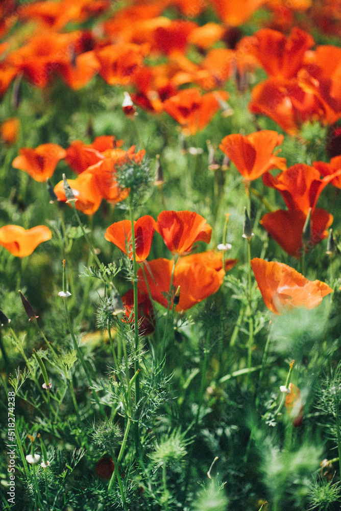 Flowers carpet escholzia yellow and red flowers Flowers carpet escholzia yellow and red flowers