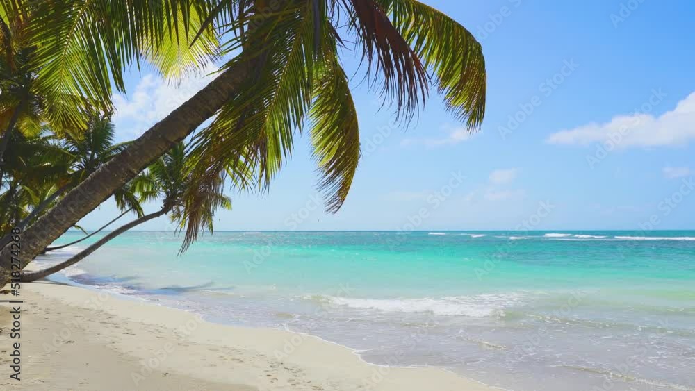 Coconut palm on Cuban white sand beach. Tropical sea coast. Holidays at sea. Green palm against the blue sky. Coconut palm on Cuban white sand beach. Tropical sea coast. Holidays at sea. Green palm against the blue sky.