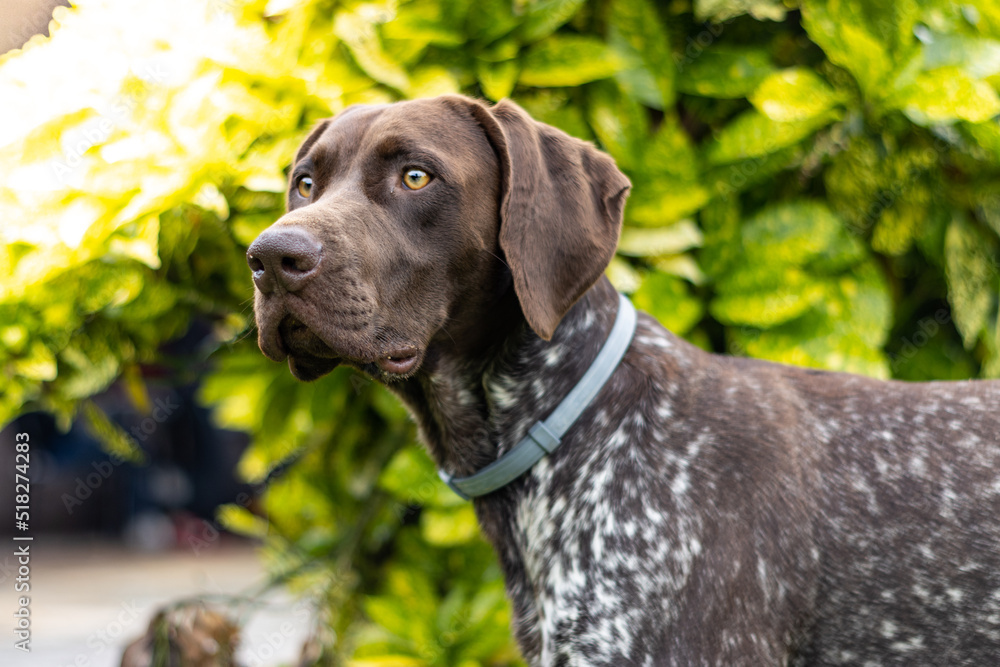 portrait of a german shorthaired pointer dog observing something with a background of green plants in summer