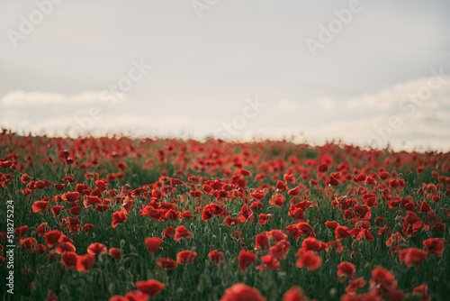 Sunny day at the red poppy field. Countryside landscape at the summer