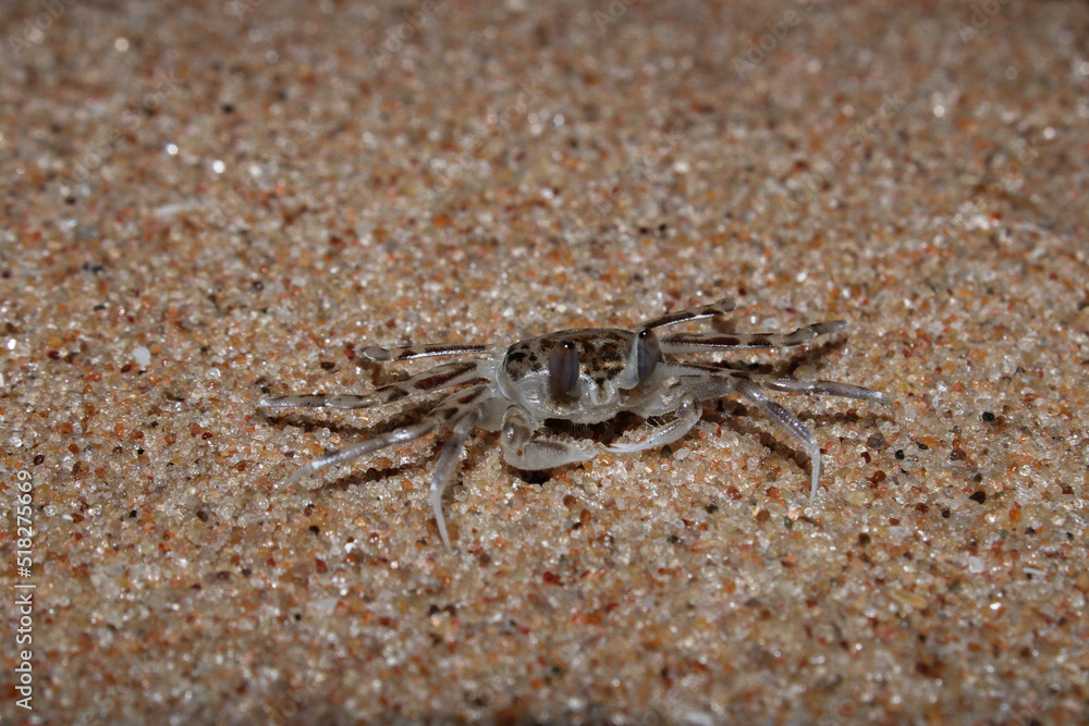 A little crab on sand from beach