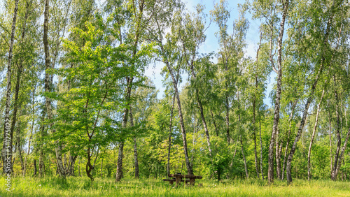 Birch grove on a sunny spring summer day  summertime landscape