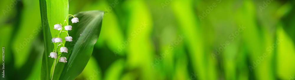 Lily of the valley, blooming in the morning spring forest, selective focus. Horizontal blurred banner with copy space for text Lily of the valley, blooming in the morning spring forest, selective focus. Horizontal blurred banner with copy space for text