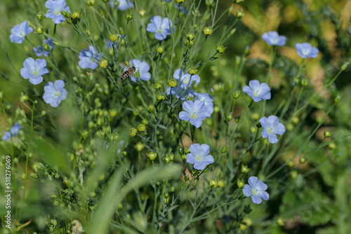 Flax blossoms (Linum usitatissiumum) grown as bee-friendly and sustainable food source. photo