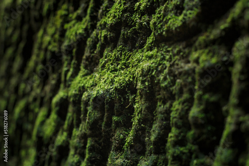 Close-up view of a rock covered with moss, selective focus, Saxon Switzerland, Germany