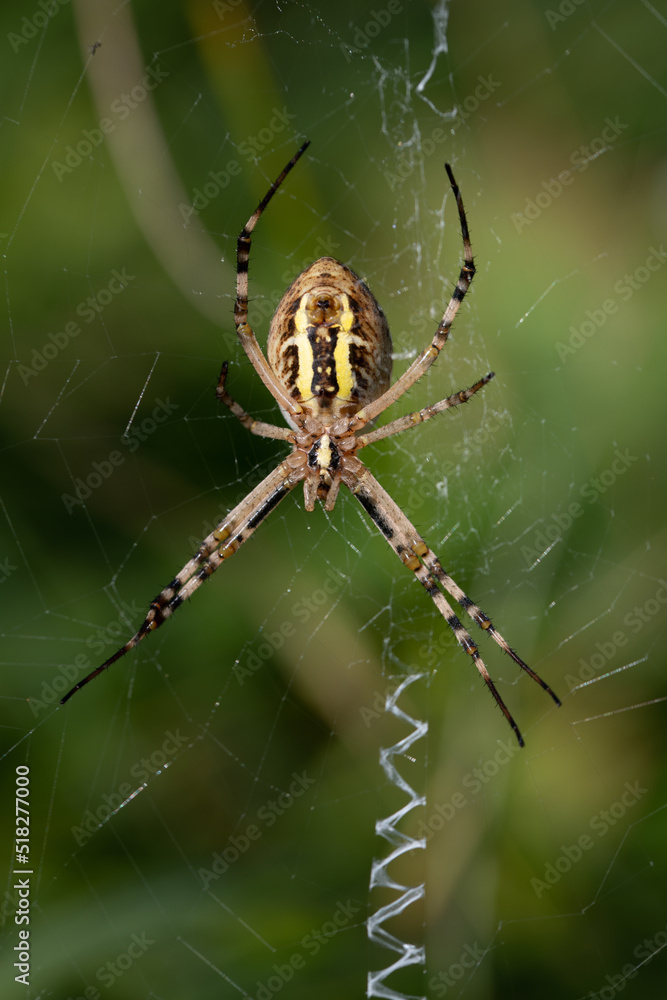 Close-up of a wasp spider (Argiope bruennichi) sitting in its web, awaiting prey. You can see the spider from below. The net has the usual zigzag pattern. Close-up of a wasp spider (Argiope bruennichi) sitting in its web, awaiting prey. You can see the spider from below. The net has the usual zigzag pattern.