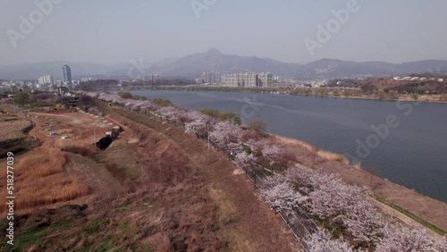 Korea Spring Aerial Drone Over Cherry Blossoms and Han River photo