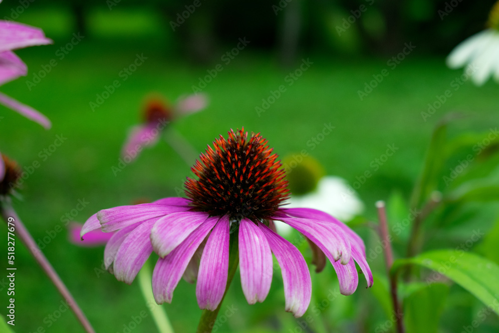 Purple echinacea flower, coneflower, in the garden. Medicinal plant Purple echinacea flower, coneflower, in the garden. Medicinal plant