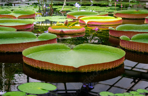 Victoria Amazonica water lily leaves floating on pond surface in a botanical garden. Huge aquatic plant photo