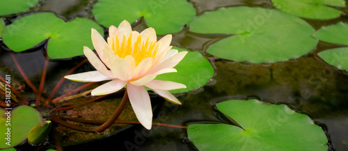 Yellow water lily, Joey Tomocik Nymphaea, blooming in a pond. Aquatic plant photo