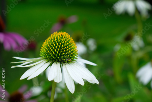 White echinacea flower  coneflower  with a bee in the garden