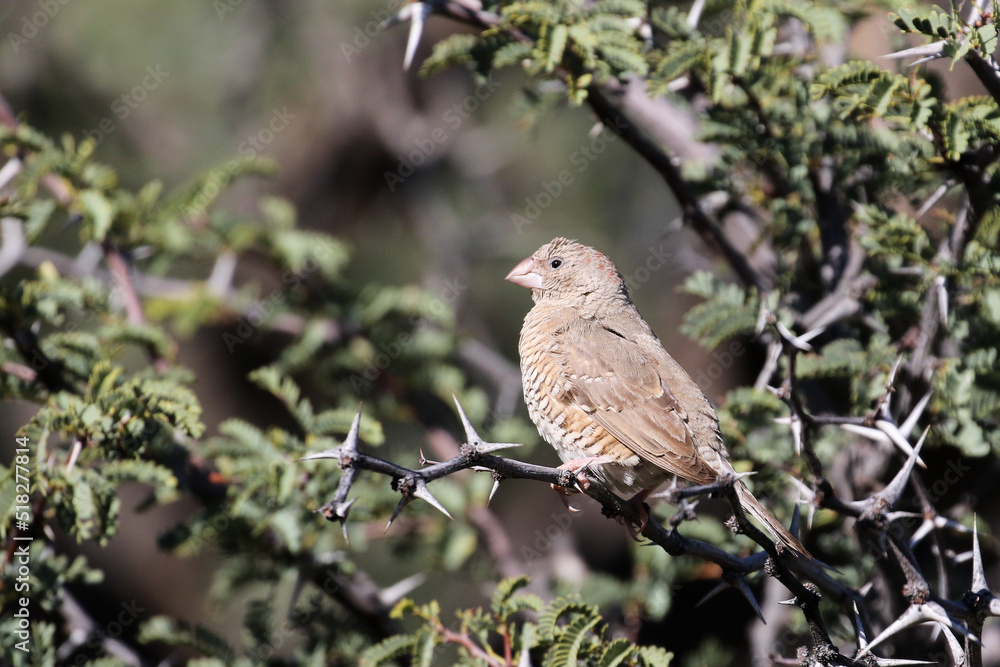 Kgalagadi Transfrontier National Park, South Africa: feamle red-headed finch, Amadina erythrocephala Kgalagadi Transfrontier National Park, South Africa: feamle red-headed finch, Amadina erythrocephala
