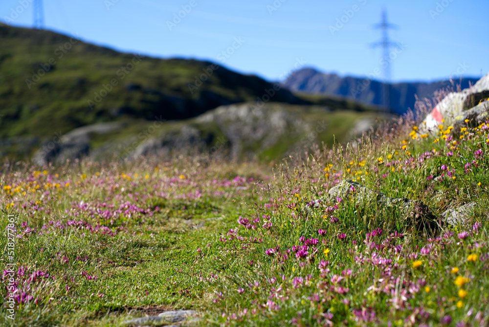Close-up of hiking trail with meadow and flowers at the south side of Swiss Gotthard Pass on a sunny summer day. Photo taken June 25th, 2022, Gotthard Pass, Switzerland. Close-up of hiking trail with meadow and flowers at the south side of Swiss Gotthard Pass on a sunny summer day. Photo taken June 25th, 2022, Gotthard Pass, Switzerland.