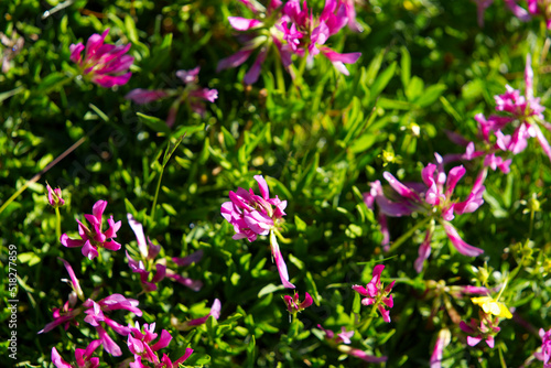 Close-up of hiking trail with meadow and flowers at the south side of Swiss Gotthard Pass on a sunny summer day. Photo taken June 25th, 2022, Gotthard Pass, Switzerland.