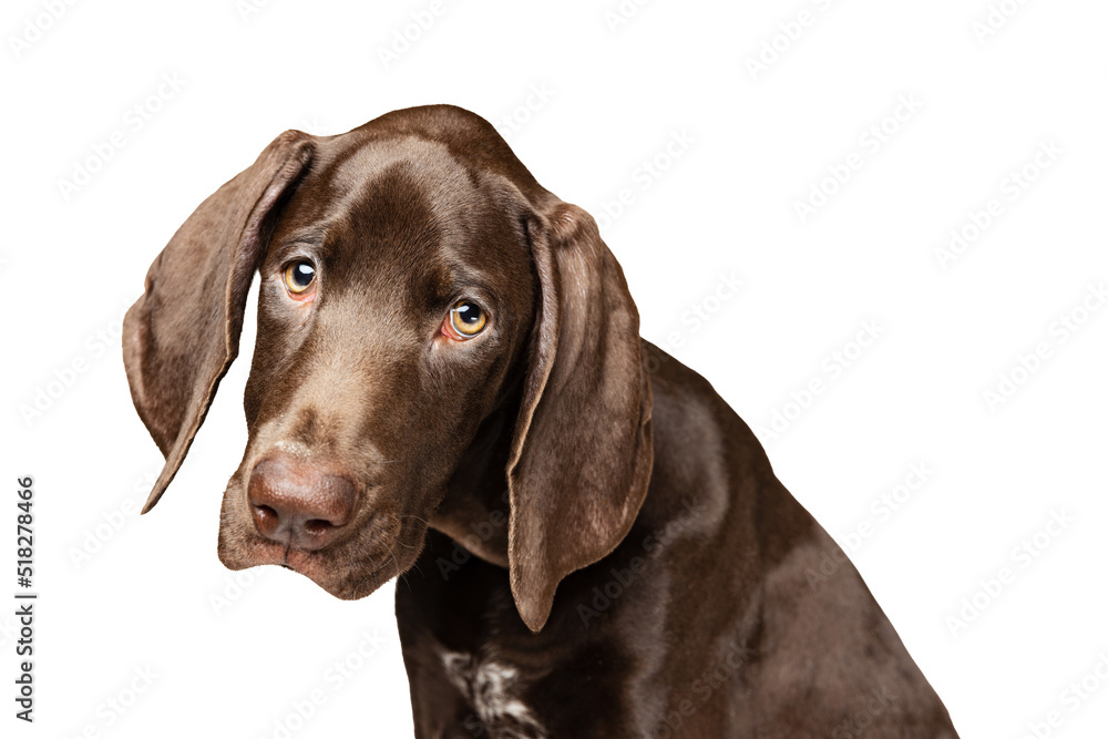 Studio shot of beautiful, purebred dog, weimaraner posing isolated over white background. Looking cute Studio shot of beautiful, purebred dog, weimaraner posing isolated over white background. Looking cute