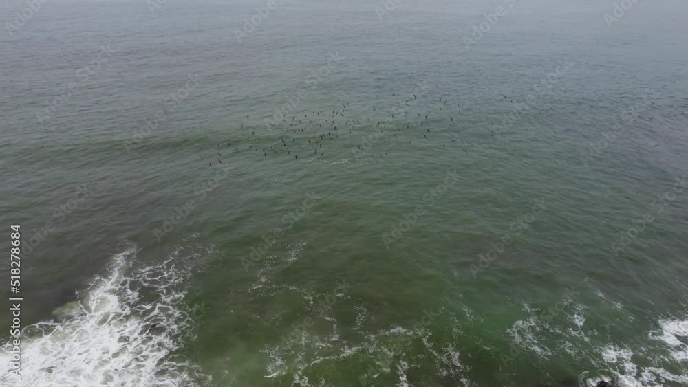 Drone video of sea birds flying near the ocean shore. Drone hovers and camera tilts up, turns and follows as the birds fly. Recorded on a winter day, in Drone video of sea birds flying near the ocean shore. Drone hovers and camera tilts up, turns and follows as the birds fly. Recorded on a winter day, in