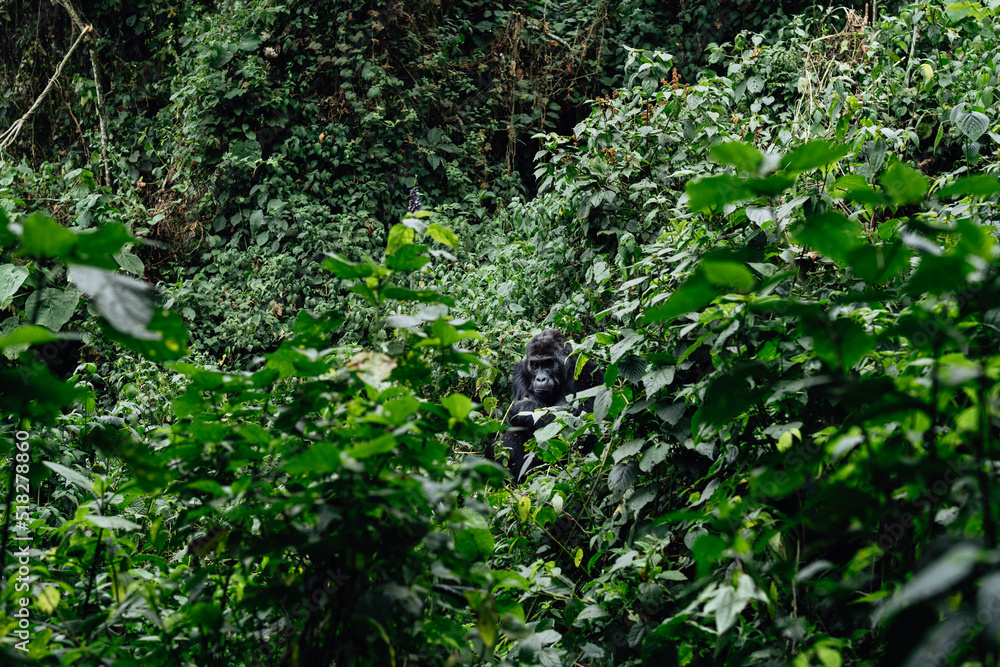 Portrait of a mountain gorilla. Bukavu in the DRC Portrait of a mountain gorilla. Bukavu in the DRC