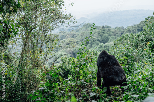 Close-up of a Mountain Gorilla in the Bwindi Impenetrable National Park, Uganda