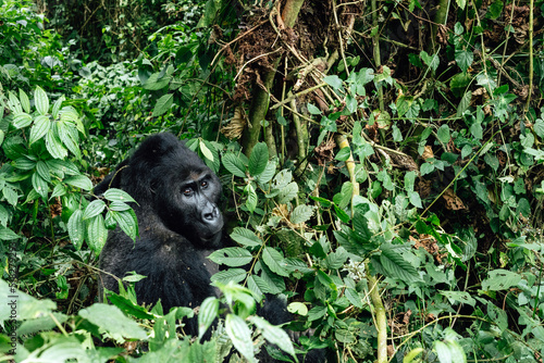 Portrait of a mountain gorilla. Bukavu in the DRC.