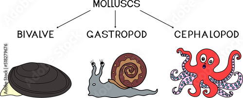 Three types of molluscs: cephalopod, gastropod, bivalve. Educational material for a biology lesson for primary school children