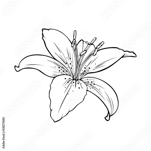Monochrome picture, large veined lily flower , vector illustration
