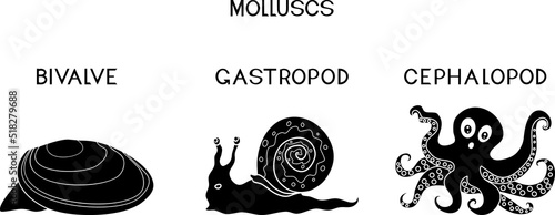 Three types of molluscs: cephalopod, gastropod, bivalve. Educational material for biology lesson for primary school children