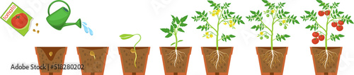 Life cycle of tomato plant. Growth stages from seeding to flowering and fruiting plant with ripe red tomatoes and root system in flower pot isolated on white background