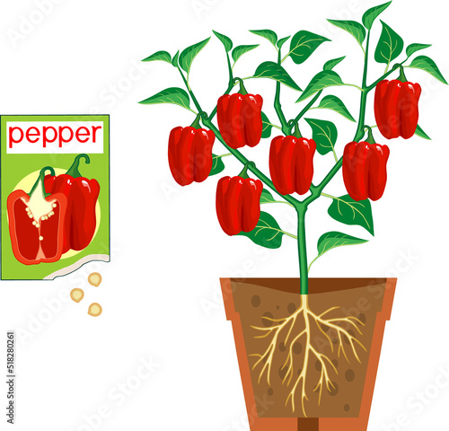 Sweet bell pepper plant with red fruits, green leaves, root system in flower pot and open sachet with seeds isolated on white background