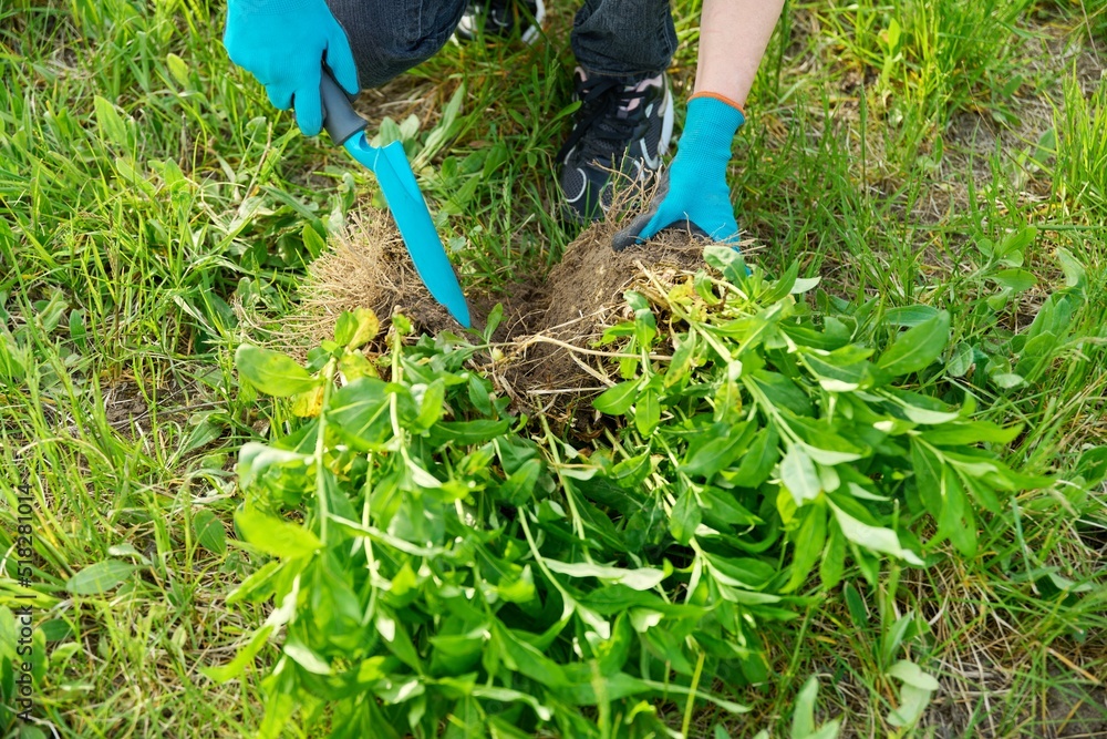 Naklejka premium Close-up of spring dividing and planting bush of phlox paniculata plant