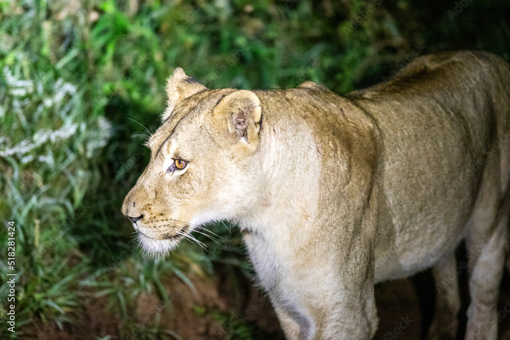 Lioness ready to hunt at night in the Kruguer National Park in South Africa, a wildlife park perfect for safaris, this animal is the perfect nocturnal predator. Lioness ready to hunt at night in the Kruguer National Park in South Africa, a wildlife park perfect for safaris, this animal is the perfect nocturnal predator.