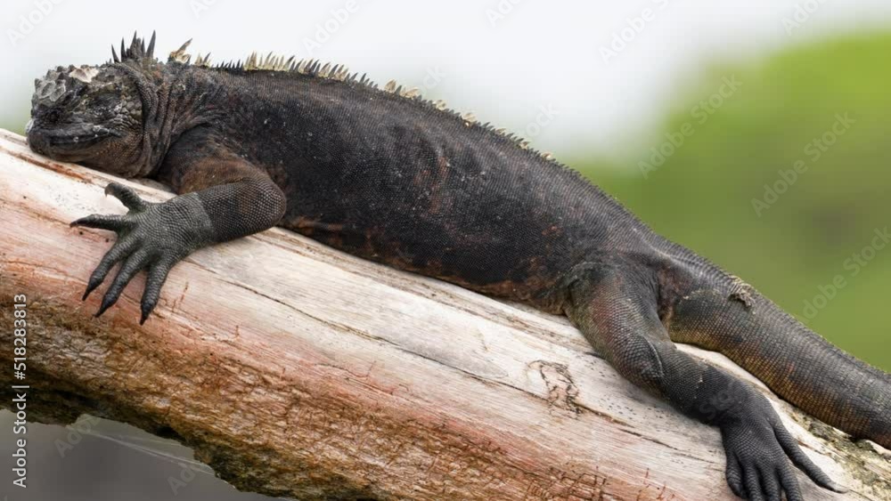 Close Up View Of Galapagos Marine Iguana in Santa Cruz Basking On Tree Trunk Close Up View Of Galapagos Marine Iguana in Santa Cruz Basking On Tree Trunk