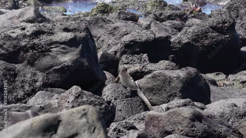 Marine Iguana In Santa Cruz On Lava Rock Motionless. Slow Motion Marine Iguana In Santa Cruz On Lava Rock Motionless. Slow Motion
