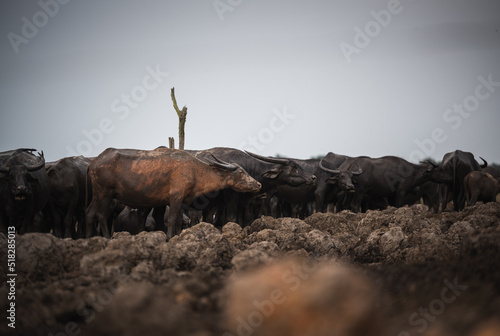 Buffalo walk around the farm