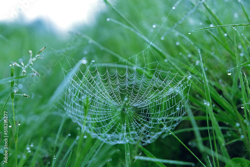beautiful cobwebs in water drops on blurred abstract natural green background. atmosphere abstract landscape with spider net in grass. summer season