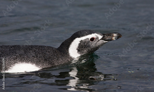 Magelhaenpinguin, Magellanic Penguin, Spheniscus magellanicus photo