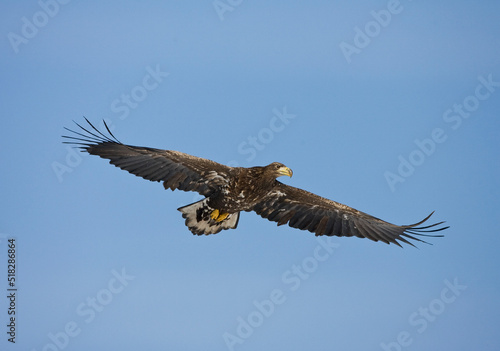 Zeearend ; White-tailed Eagle