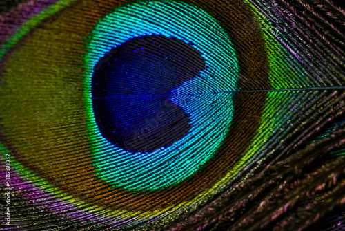 Peacock feather. Peafowl feather. Mor pankh. Abstract background. Janmashtami background. Bird feather. Feather. Wallpaper.