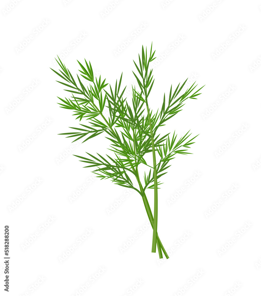 Fototapeta premium Fresh dill twigs, vector illustration isolated on white background