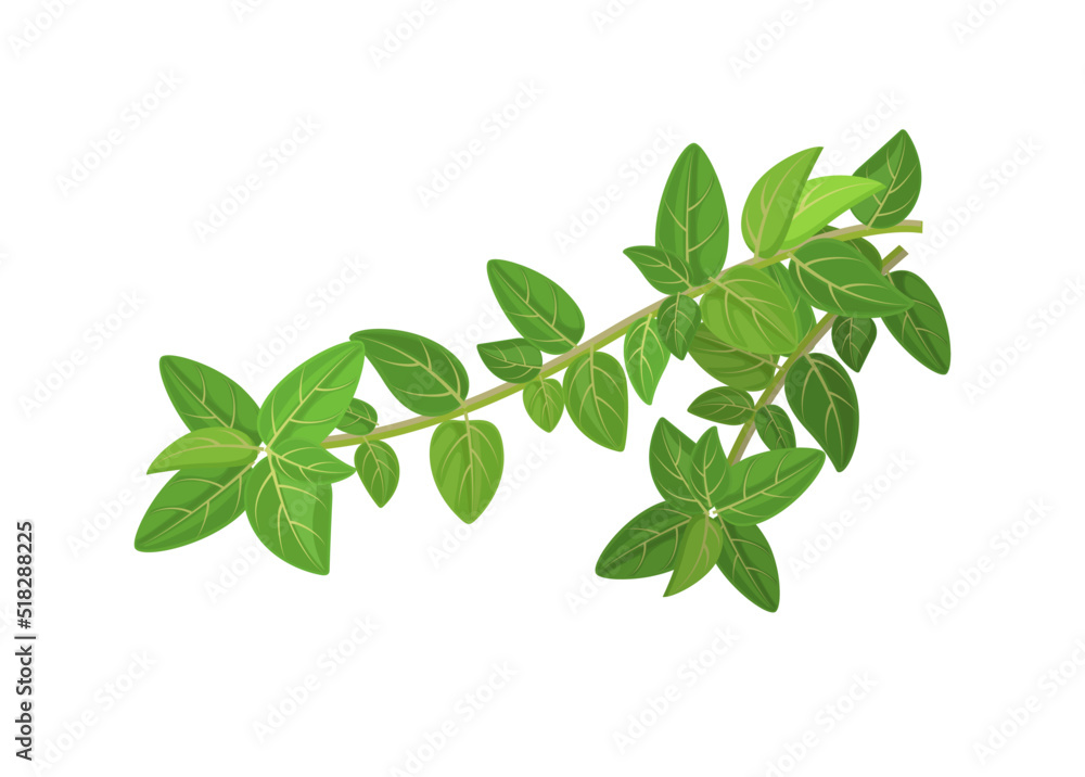 Fresh oregano or marjoram vetocchi with leaves, vector illustration isolated on white background Fresh oregano or marjoram vetocchi with leaves, vector illustration isolated on white background