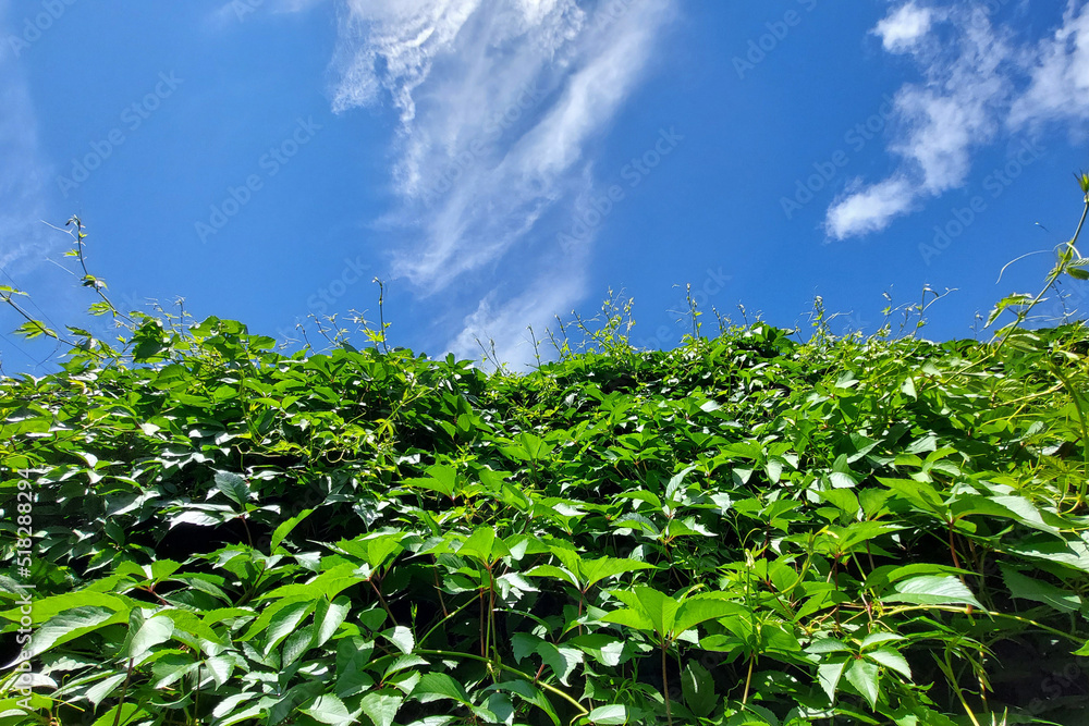 Sunny background of green ivy leaves. Blue sky and clouds. Sunny background of green ivy leaves. Blue sky and clouds.