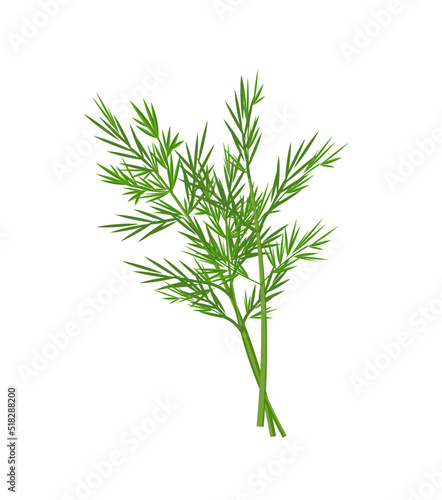 Fresh dill twigs, vector illustration isolated on white background