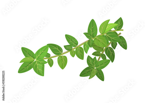 Fresh oregano or marjoram vetocchi with leaves  vector illustration isolated on white background