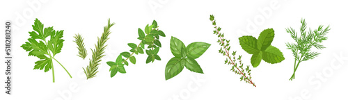 Spicy herbs set with thyme, mint, oregano and other plants, vector illustration isolated on white banner background
