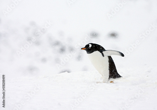 Gentoo Penguin, Pygoscelis papua © Marc