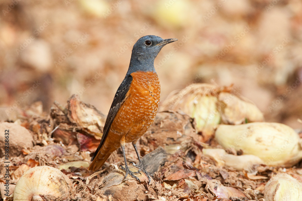 Male Rufous-tailed Rock Thrush, Monticola saxatilis, during spring migration in Israel. Male Rufous-tailed Rock Thrush, Monticola saxatilis, during spring migration in Israel.