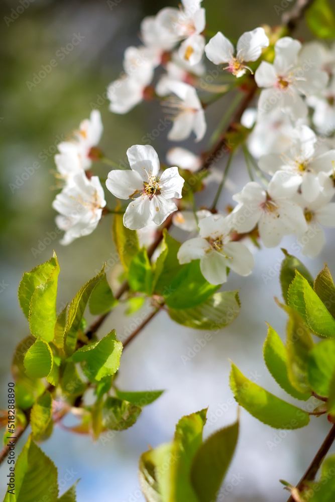 Close up of the spring white tree flowers