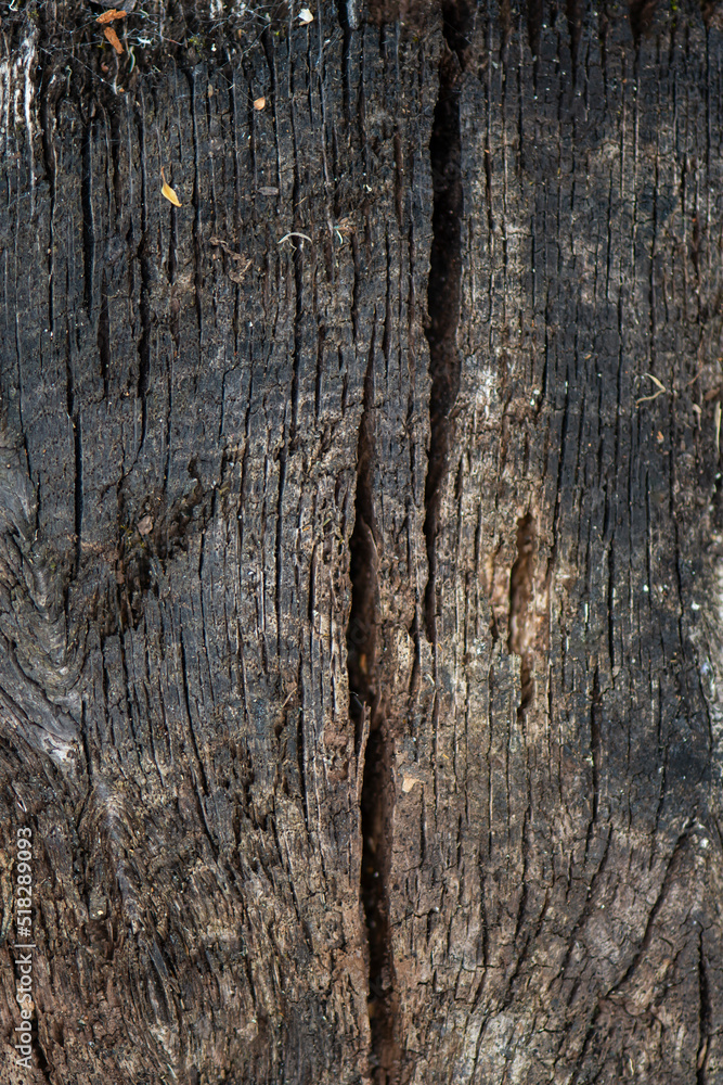 old dark wooden background with cracks and cobwebs, texture old dark wooden background with cracks and cobwebs, texture