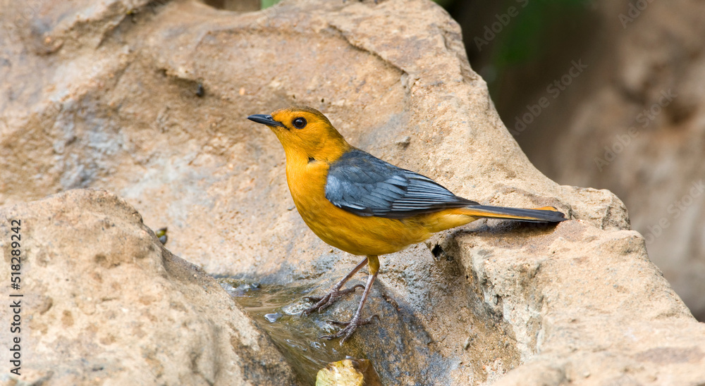 Red-capped Robin-chat, Cossypha natalensis